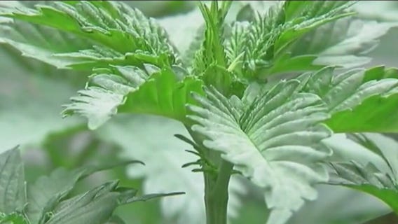 Cannabis convictions overturned