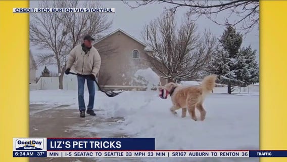 Liz's Pet Tricks for Wednesday, April 5