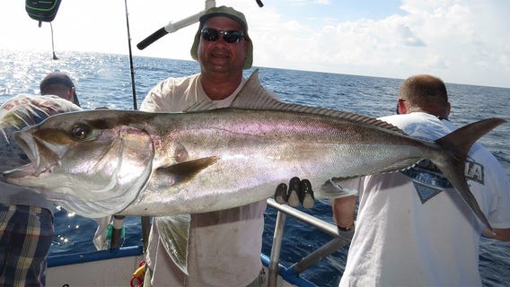 Amberjack season opens in May