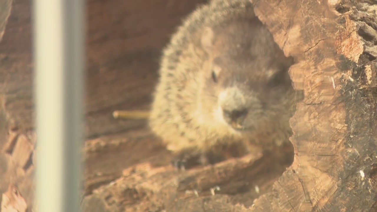 Staten Island Chuck makes Groundhog Day prediction