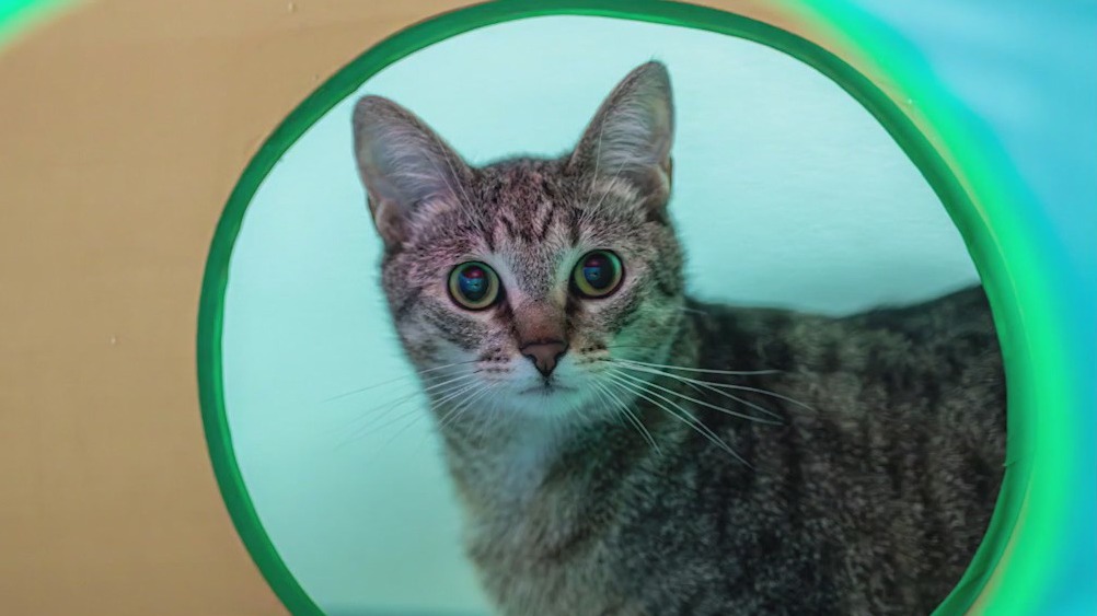 Meet Brother: Thursday's Pet of the Day