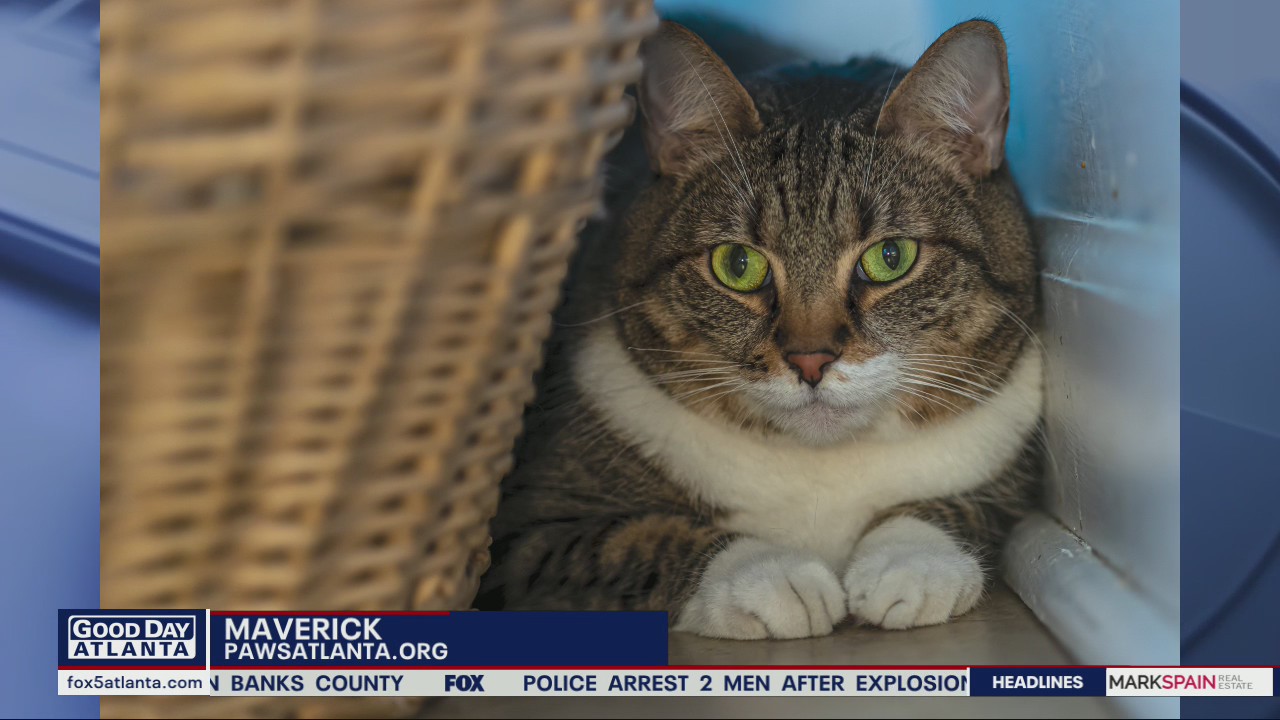 Pet of the Day from PAWS Atlanta