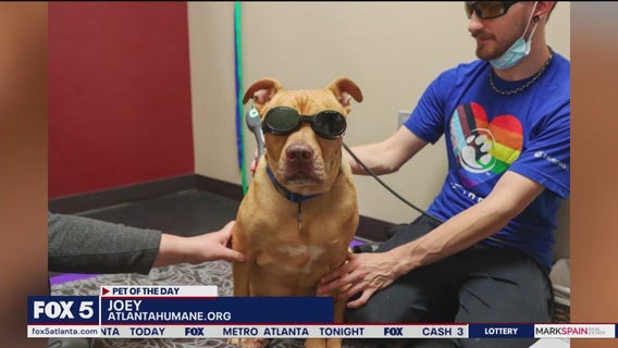Pet of the day from the Atlanta Humane Society
