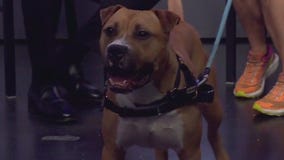 Gary at Austin Animal Center