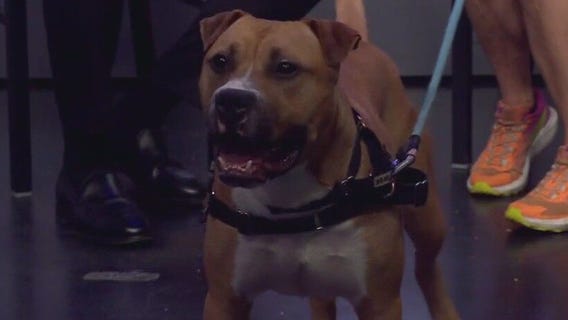 Gary at Austin Animal Center