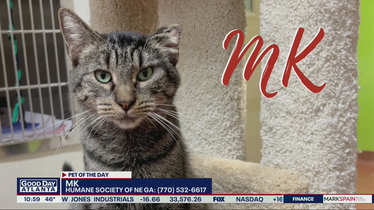 Pet of the Day from the Humane Society of Northeast Georgia