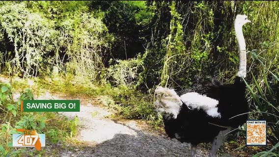 Local animal rescue working to save 25-year-old ostrich