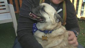 Keep your pets safe during 4th of July celebrations