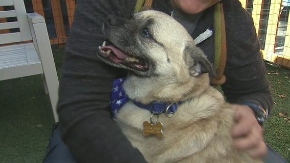 Keep your pets safe during 4th of July celebrations