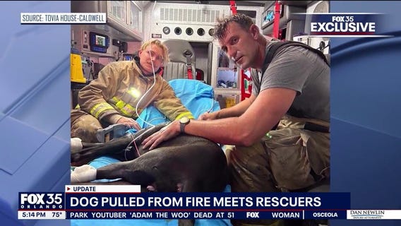 Great Dane recovering after Palm Coast home fire
