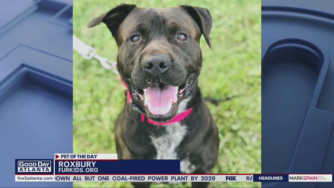 Pet of the Day from FurKids