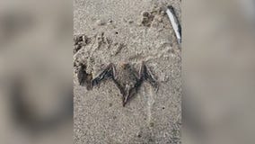 Dead bats reported washing ashore from Lake Michigan