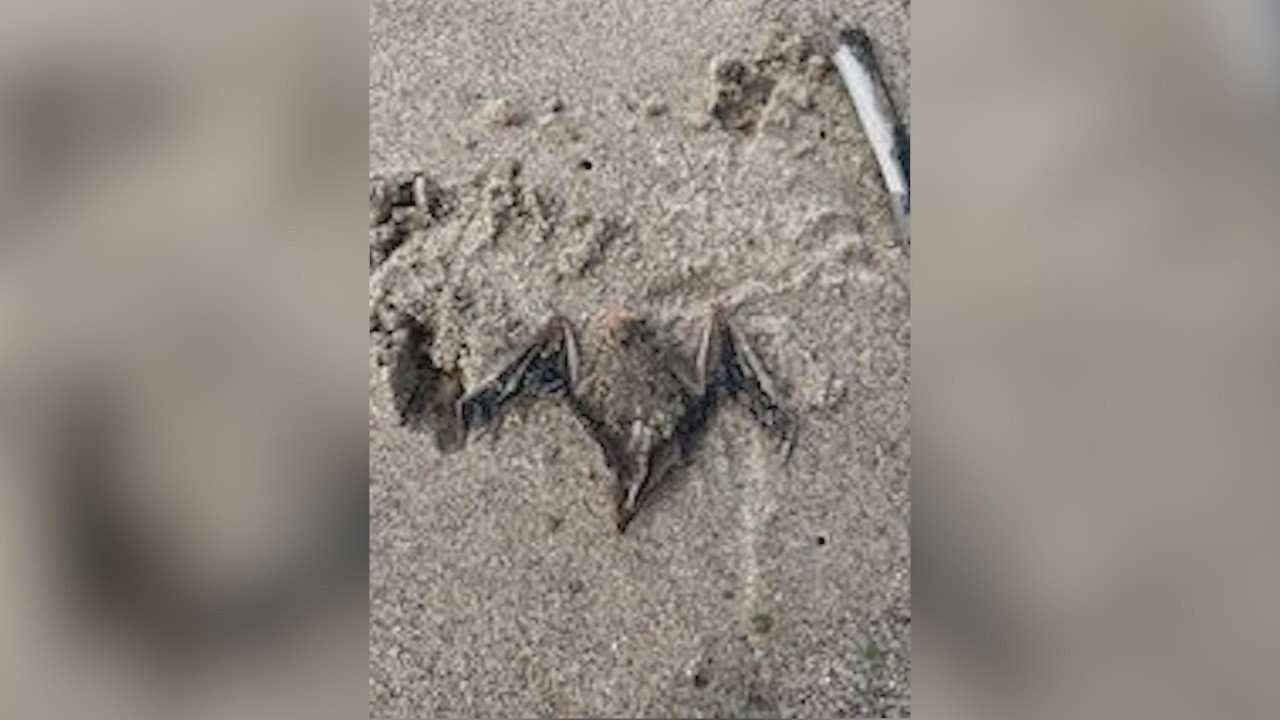 Dead bats reported washing ashore from Lake Michigan