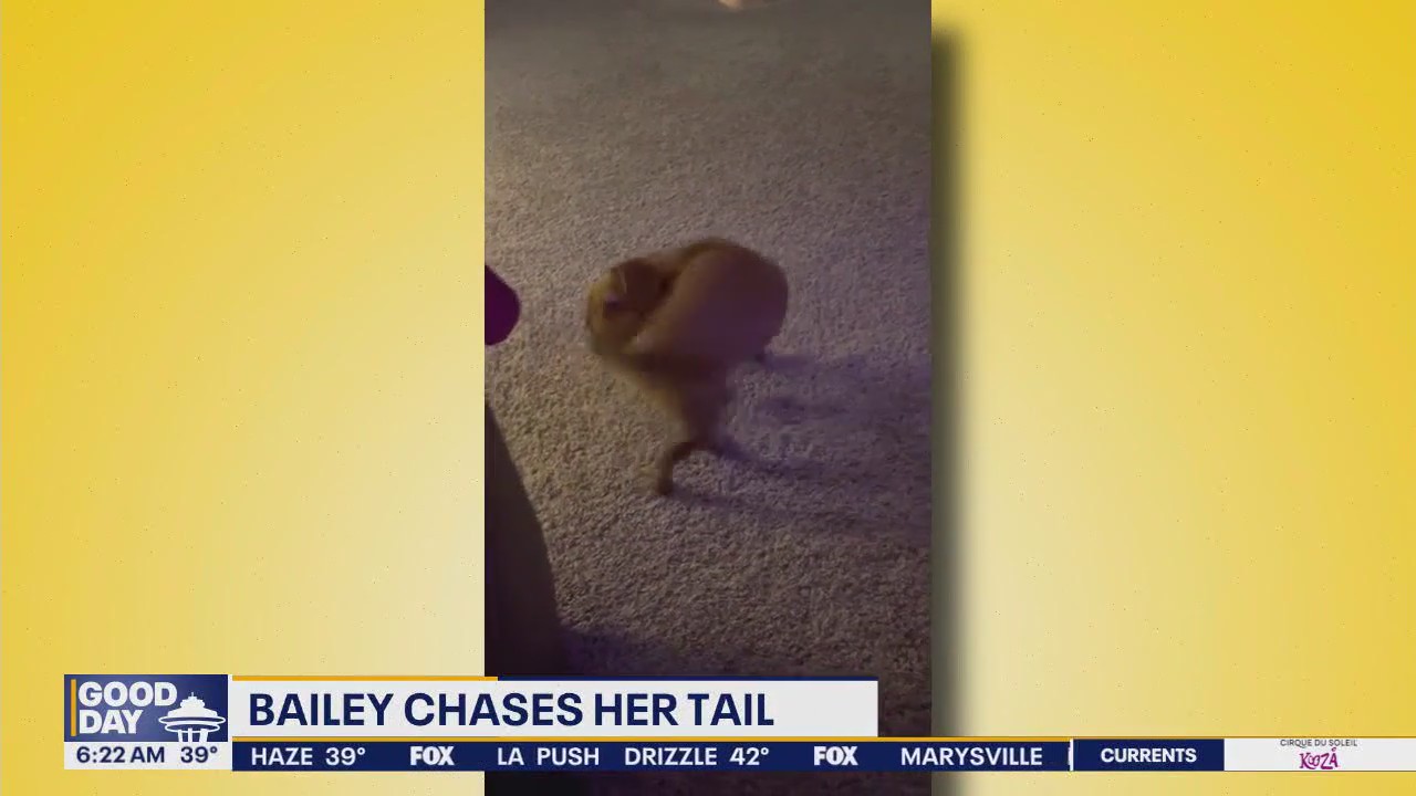 Pet Tricks for Tuesday, March 11