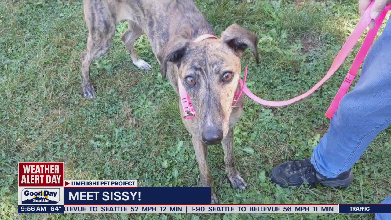 Pet of the Week: Sissy