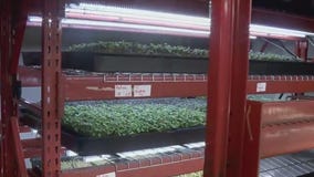 Growing microgreens in the cold Minnesota climate