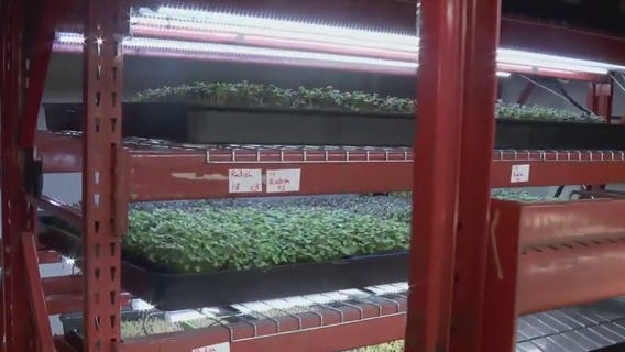 Growing microgreens in the cold Minnesota climate