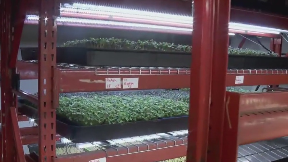 Growing microgreens in the cold Minnesota climate