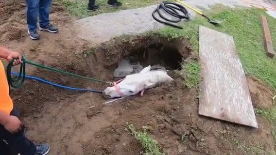 Horse falls into sinkhole