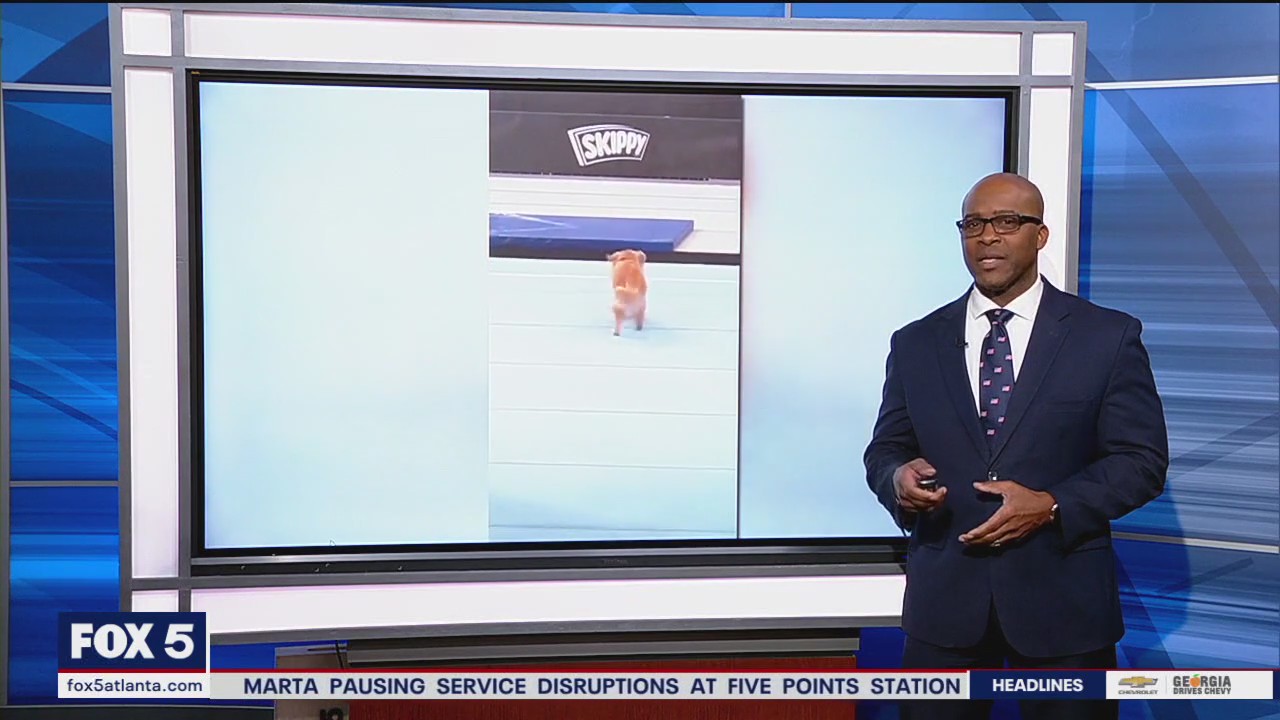 Meet Team USA's therapy dog