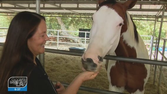 Rescued horses find love at unique Santa Clarita animal sanctuary