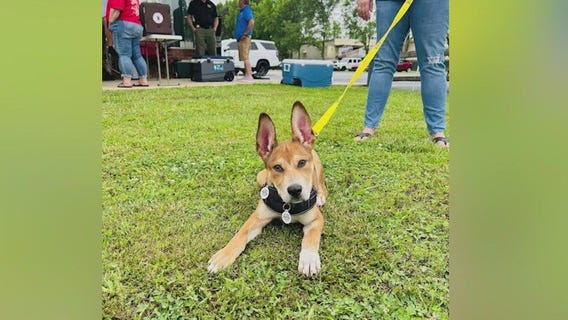 Meet Pineapple: Our Pet of the Day