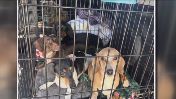 Rescued dachshunds in need of homes