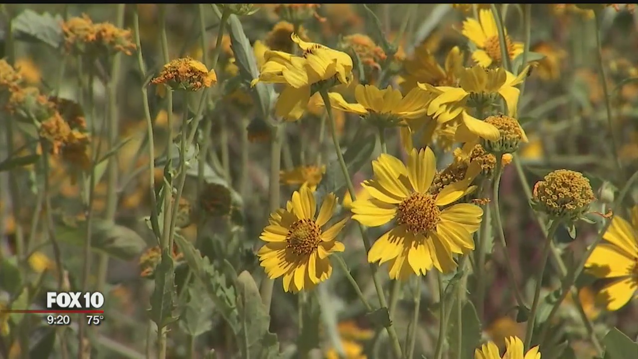 Thanks to monsoon season, wildflowers are in floom bloom in Flagstaff