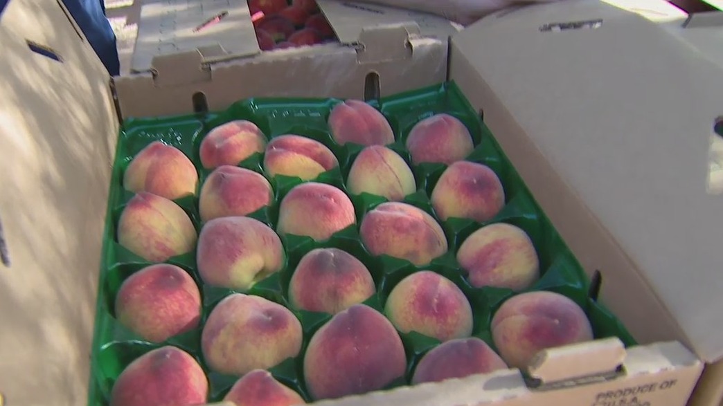 Picking peaches at Schnepf Farms