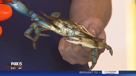 Crab season underway in Maryland
