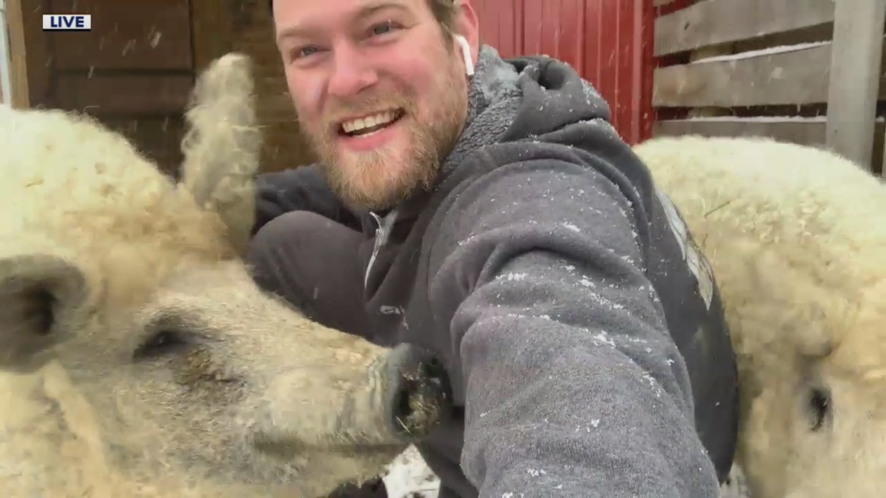 Meet the Mangalitsa Pig - The Pig looks like a Sheep