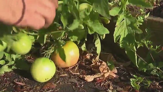 Good Day Garden: How to ripen fruits and vegetables