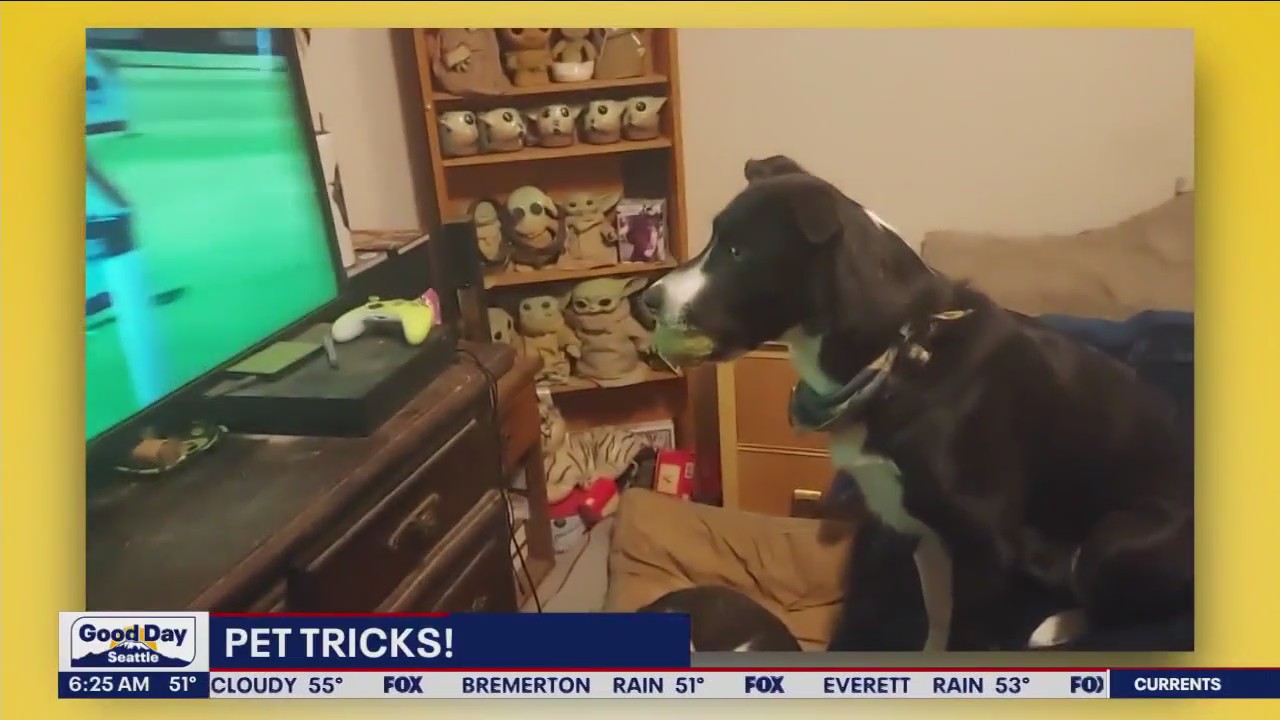 Pet Tricks for Tuesday, October 10