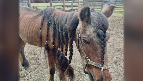 Metro Detroit rescue group working to save horses in need of help