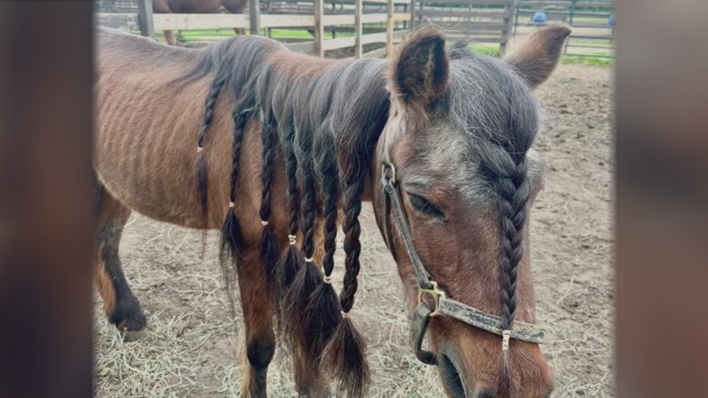 Metro Detroit rescue group working to save horses in need of help