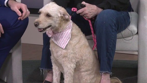 Pet of the Week: Meet Ashley