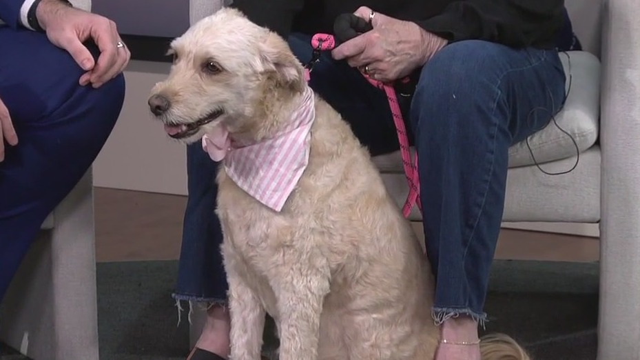 Pet of the Week: Meet Ashley