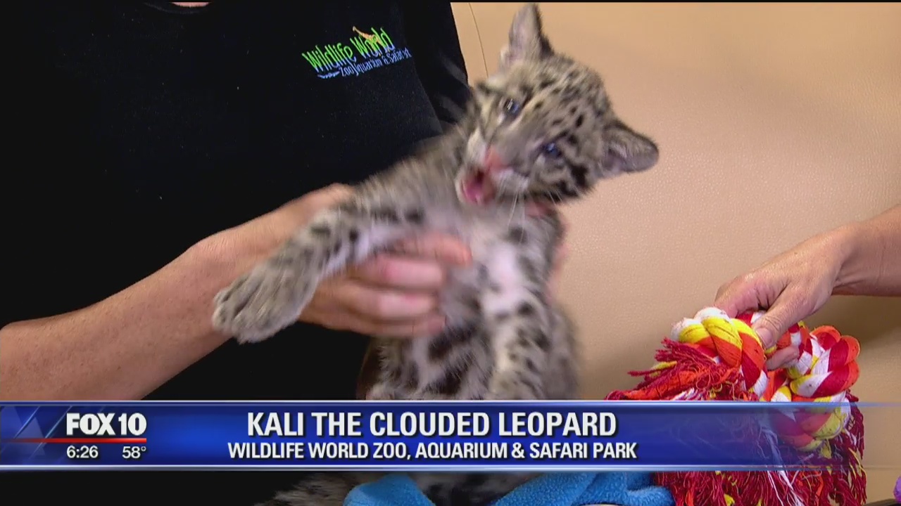 Critter Corner: Kali the clouded leopard