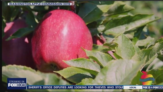 Washington's rocky relationship with the honeycrisp apple