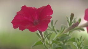 Red Poppy Fest fills downtown Georgetown