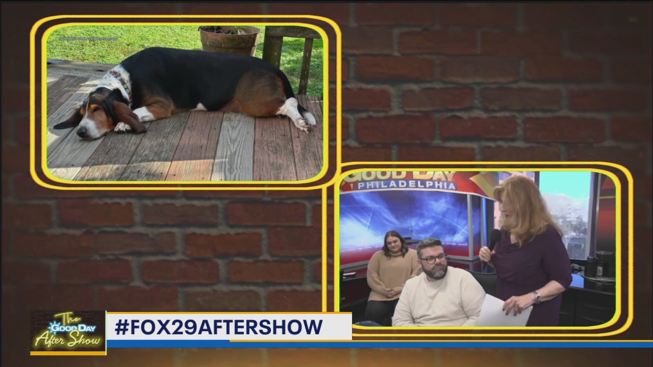 What your dog's sleeping position says about them