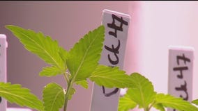 Cannabis and Human Resources make exceptions