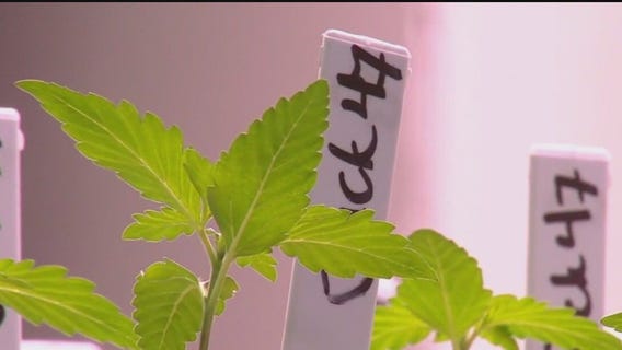 Cannabis and Human Resources make exceptions