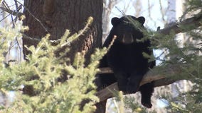Western Wisconsin woman attacked by bear