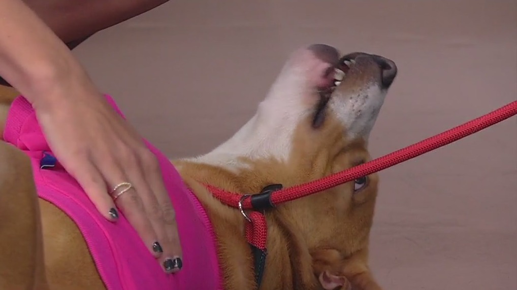 Meet Kettle: Our Pet of the Day