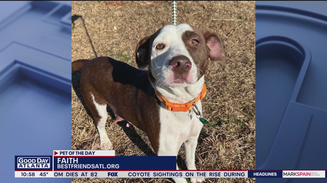 Pet of the Day from Best Friends Animal Society