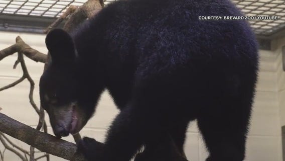 Orphaned bear cub finds new home at Brevard Zoo