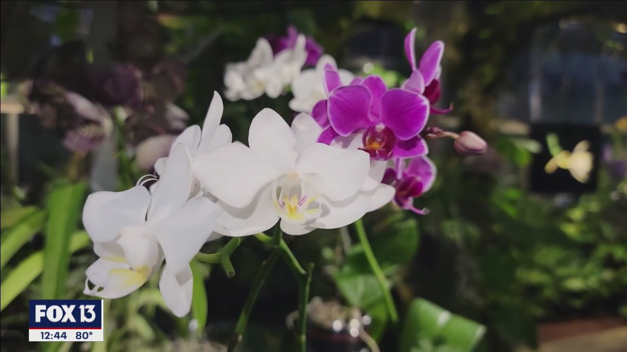 Orchids are the star of the show at Marie Selby Botanical Gardens