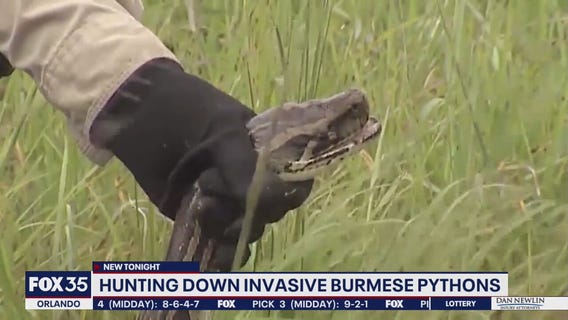 Hunting down invasive Burmese pythons in Florida
