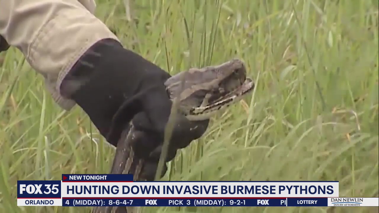Hunting down invasive Burmese pythons in Florida